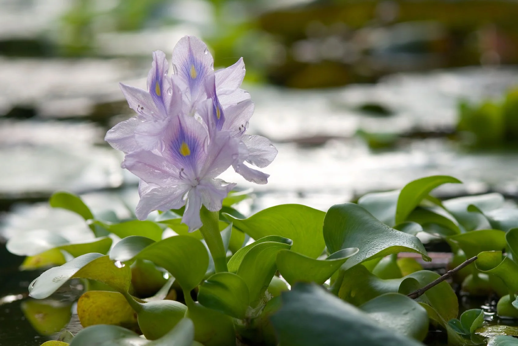 Localisation, Quantification, and Utilisation of Water Hyacinth in the Volta River Based on Satellite Remote Sensing Data (Why@Volta)
