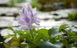 Localisation, Quantification, and Utilisation of Water Hyacinth in the Volta River Based on Satellite Remote Sensing Data (Why@Volta)